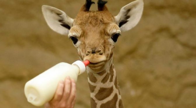 Pitný režim má také malá žirafa