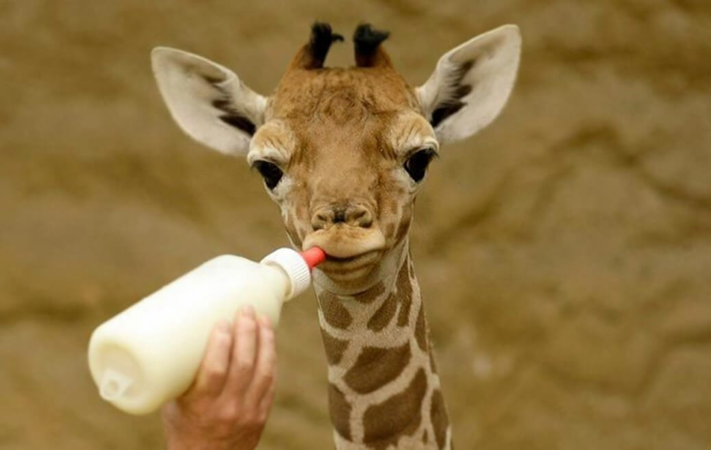 Pitný režim má také malá žirafa